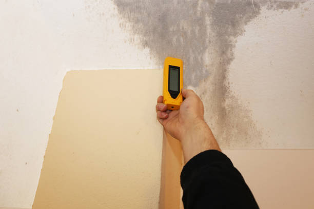 Best Real Estate Mold Inspection  in Krum, TX
