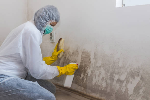 Best Comprehensive Air Testing for Mold Contaminants  in Krum, TX