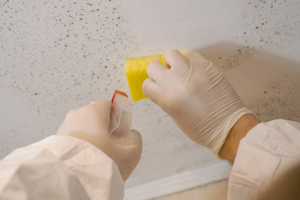Best Mold Remediation for Healthcare Facilities  in Krum, TX