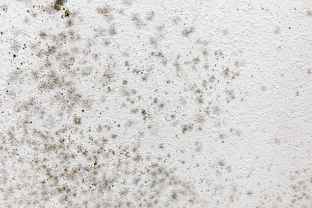 Best Mold Damage Restoration  in Krum, TX