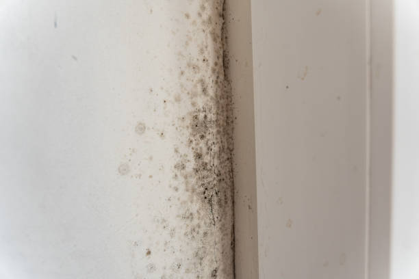 Biohazard Mold Removal in Krum, TX