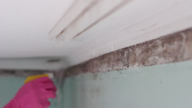 Best Mold Remediation for Rental Properties  in Krum, TX